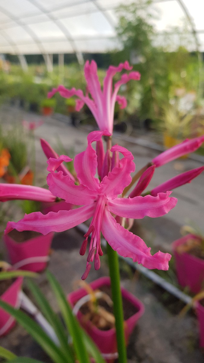 Nerine bowdenii Lis de Guernesey pour fleurir un jardin en automne sans entretien