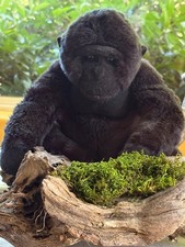 Kosmo the Gorilla an 11" Plushie from the Award-Winning Bearington Collection