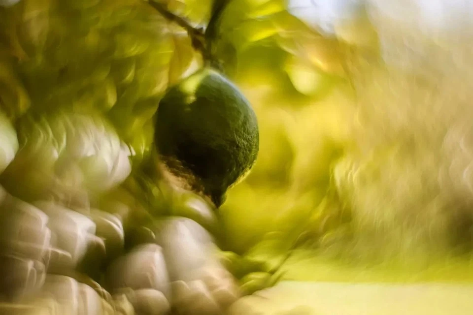 Helios 44M Lens Petzval Modification Dreamy Swirly Bokeh Angel Wing mount M42 - image 4 of 4