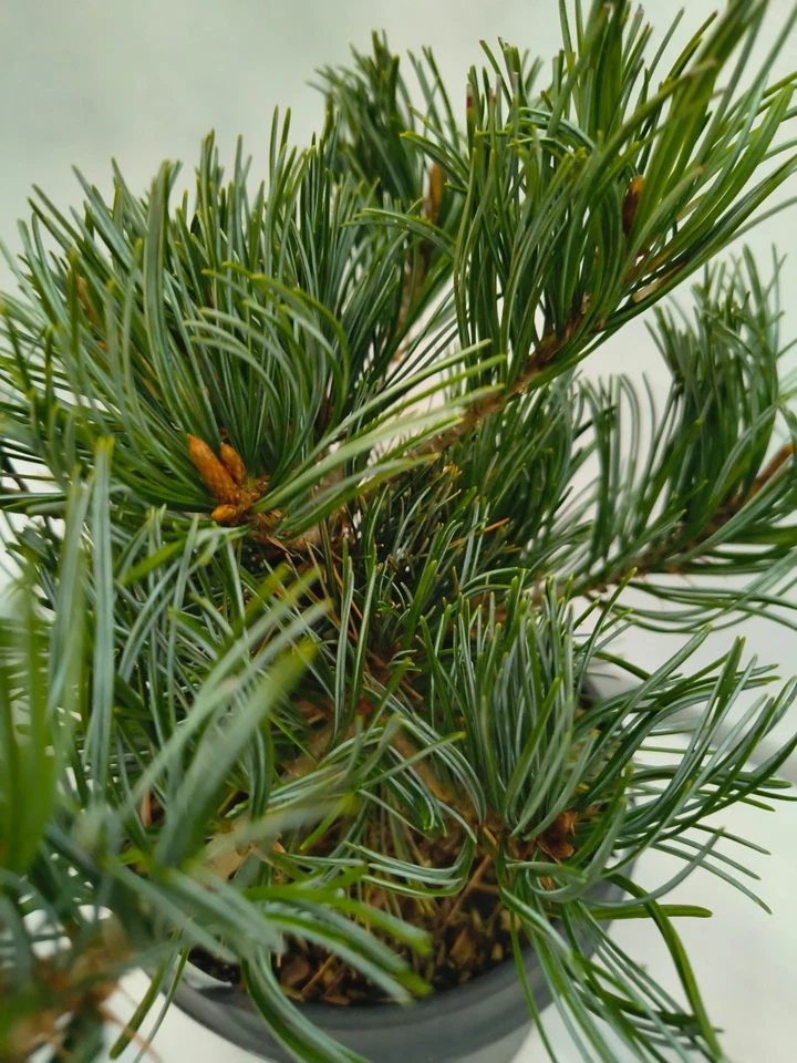 Pinus parviflora Negishi 35–45 cm Japanische Mädchenkiefer Bonsai winterhart - Bild 3 von 4