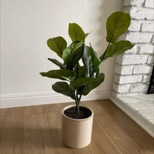 Fiddle Leaf Fig Tree (Artificial), in White Ceramic Pot