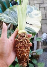 2 Fresh Alocasia Macrorriza Variegated Tubers ~ Original Fresh Tubers