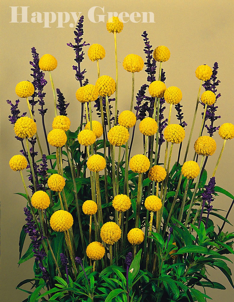 DRUMSTICK YELLOW - BILLY BUTTON - 350 Seeds - Craspedia globosa - ANNUAL  FLOWER | eBay