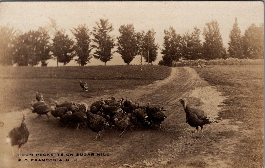 TURKEYS, Peckett's on SUGAR HILL, New Hampshire Real Photo Postcard