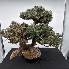 Juniper Bonsai Tree Monterey Double Trunk Pre...