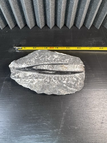 Orthoceras Fossil Nautiloid in Stone Matrix Polished Display Specimen 6”