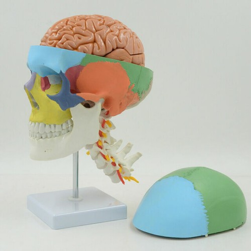 NUEVO Modelo de Cráneo de Color Tamaño Natural con 8 Partes Modelo Cerebral y Vértebra Cervical - Imagen 2 de 12