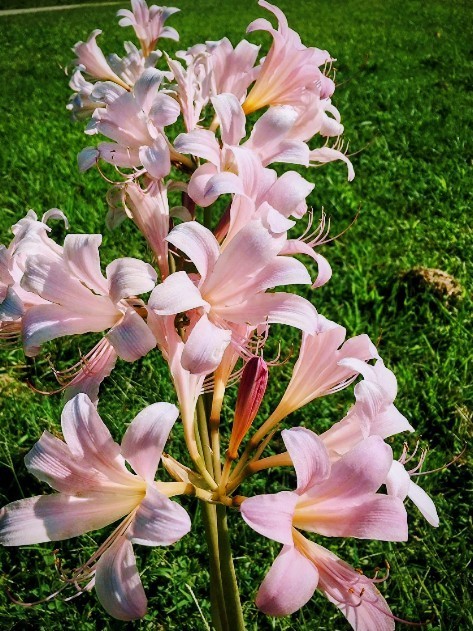 10 Lycoris Squamigera Surprise Lily, Magic, Resurrection Lily