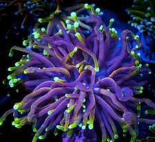 WWC Dragon Soul Torch Coral