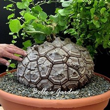 Testudinaria Dioscorea elephantipes 10 seeds