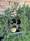 San Jose Juniper Bonsai Thick Twisted Trunk — photo 10