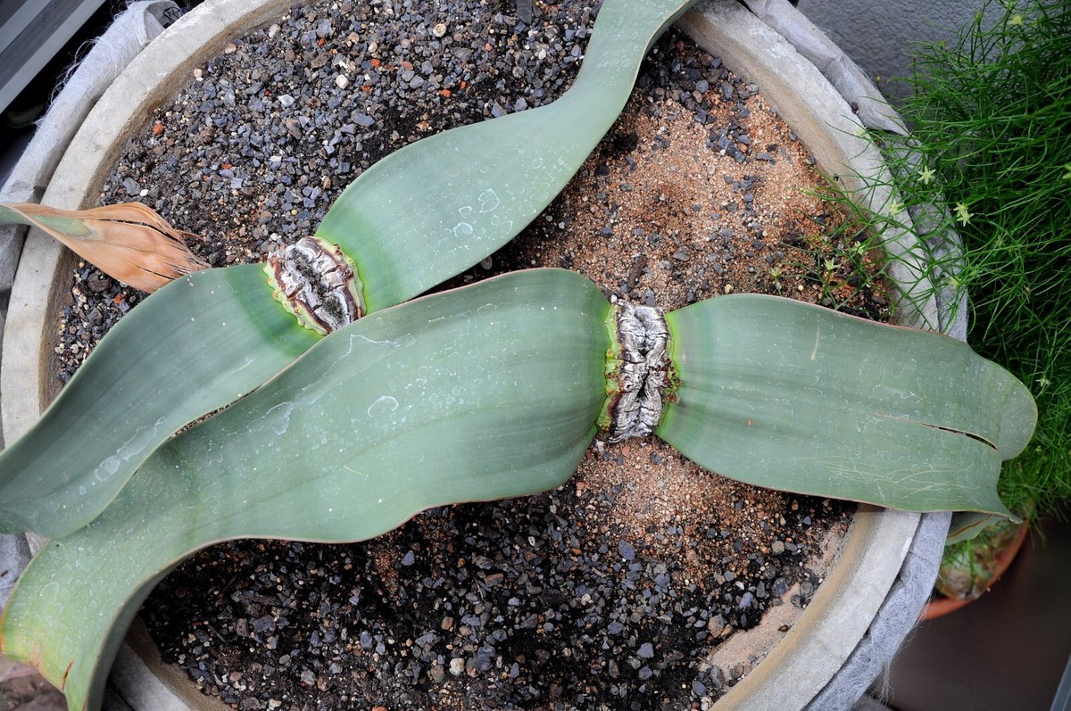 2 Welwitschia Mirabilis Seeds USA SELLER! | eBay