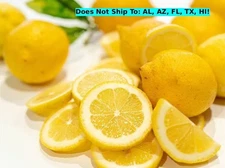 New Zealand Lemonade Semi-Dwarf Lemon Tree 24"H Indoor Citrus Live Starter Plant