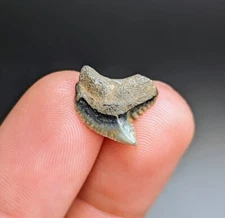 Gorgeous Unique Tiger Shark Tooth From Central Florida