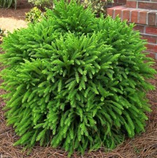 Cryptomeria  Little Champion Japanese Cedar Evergreen Dwarf Conifer Plant