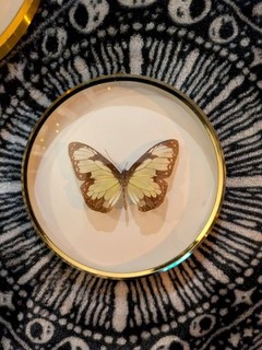 Parantica Schmetterling im Messingrahmen Falter