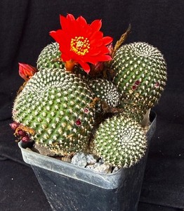Lobivia Cactus | eBay