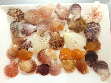 shell small Sea Shell kagoshima From Japan Mimachlamys nobilis