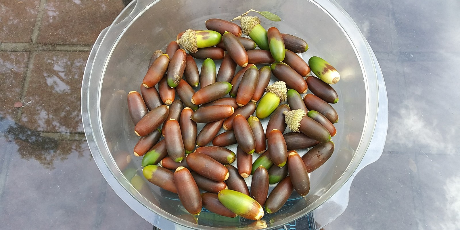 Acorns, Cork Oak, 100ct Fresh, Standard Pick - Fall 2025 - Good for Growing