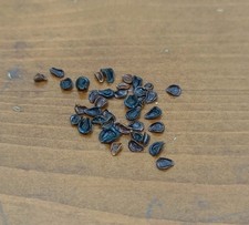 Pseudolithos sp 100 fresh seeds