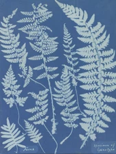 Anna Atkins Ferns Cyanotype Framed Wall Art Print 12X16 In