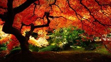 Landscape nature trees Custom Gaming Mat Desk