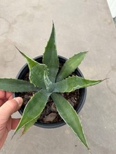 Agave Green Goblet, Hardy Zone7, Rare, Rooted 2+year, 1gal size, 8"w x 5"t