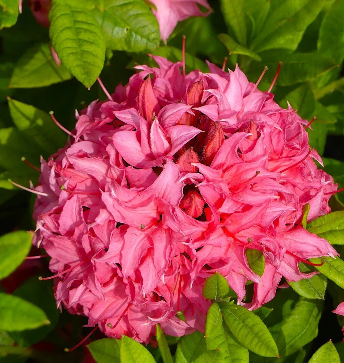 Rhododendron Stamm online kaufen | eBay.de