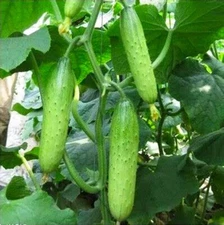 30+ Chinese Fruit Cucumber Seeds 翡翠水果黄瓜 种子2024NEW!