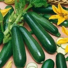 100+ BLACK BEAUTY Zucchini Squash --- HEIRLOOM - NON GMO ---- ORGANIC