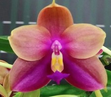 Fragrant Orchid Phalaenopsis Phal. Yaphon Bear Sir In 2.5" Pot