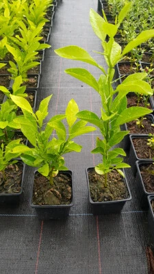 MONJARDINEXTRAORDINAIRE Citrus aurantium 'Australian' (De semis) / Bigarade Australian / Godet / Frui...