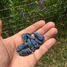 1 Aurora Honeyberry honeysuckle plant, edible Shrub zones 2-8.