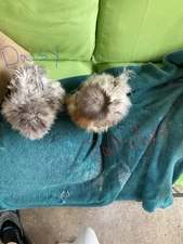 3 fertilized silkie and satin (smooth/frizzle) bantam small chicken eggs