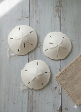 3 Large Sand Dollars seashell, florida, craft, beach