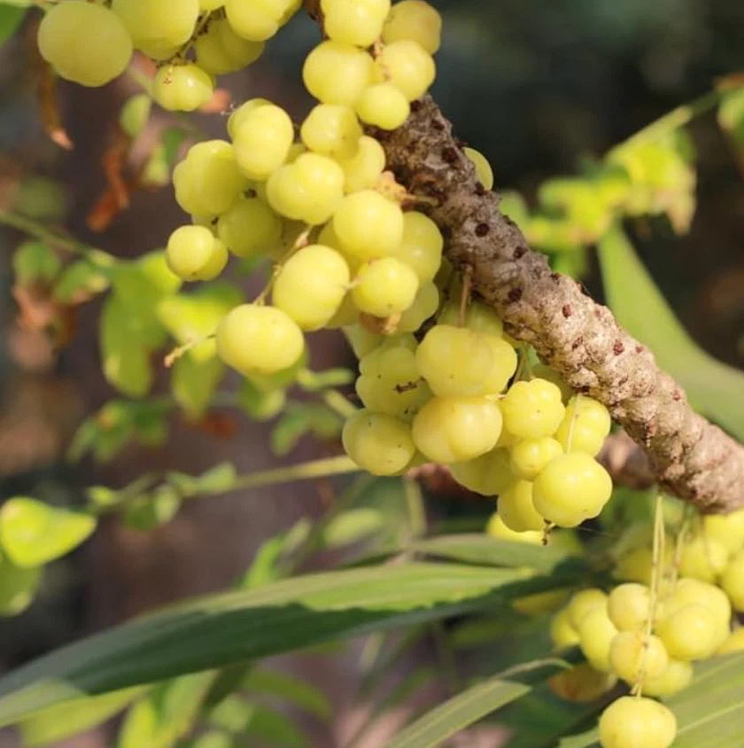 Planta viva Indian Star Gooseberry de 12” de alto en maceta de 1 galón - sin envío a HI Foto 4 de 4