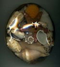 Sea Shells In A Basket - NEW - Factory Sealed #2 — photo 1