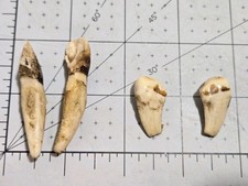 4 Great Elk Ivory Teeth  Bull Sets  Craft Decor Jewelry Crafts