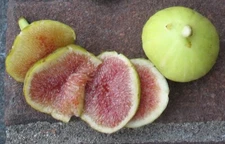 RARE!! Brooklyn White Fig - 2 Cuttings - PLUS WILLOW WATER FOR ROOTING!!