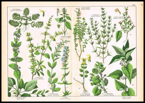 1887 Antique Botanical Lithograph – Basil, Thyme, Betony, Ground Ivy, Nettle