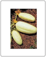 Cucumber White Wonder Heirloom Vegetable By Seeds Kingdom 200 Seeds