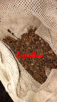 Plante Africaine Diguithié (Souchet Rond) - 15g - Produit Naturel