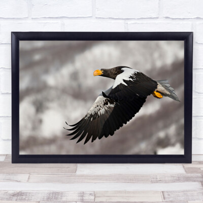 Wildlife Adler Meer Bokeh Flug Fliege Fliegen Power Force Flügel Wandkunstdruck