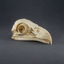 Bald Eagle Skull Replica Museum Quality 