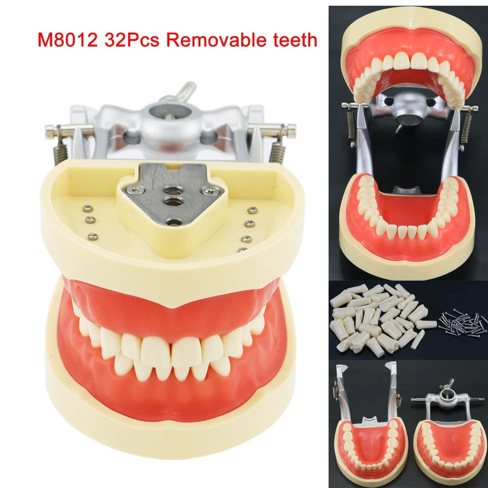 Стоматологический тип Kilgore NISSIN 200 модель M8012 со съемными зубами 32 шт. - Изображение 2 из 4