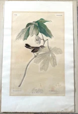 Lucy Audubon Swamp Sparrow Authentic Hand Colored Engraving Early Hovell Edtion