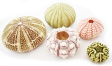 Sea Urchin Sampler: Alfonso, Sputnik, Pink, Green and Mini Sea Urchins - 5 pc
