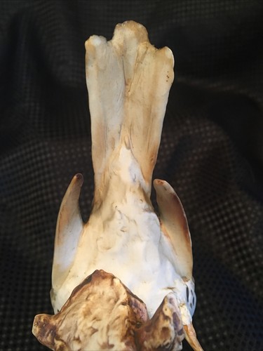 Tay Italy Ceramic Wood Thrush ‘Trush’ 5.5" Tall Giuseppe Tagliariol - Picture 23 of 24