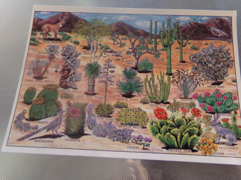 POSTCARD PLANTS OF ARIZONA