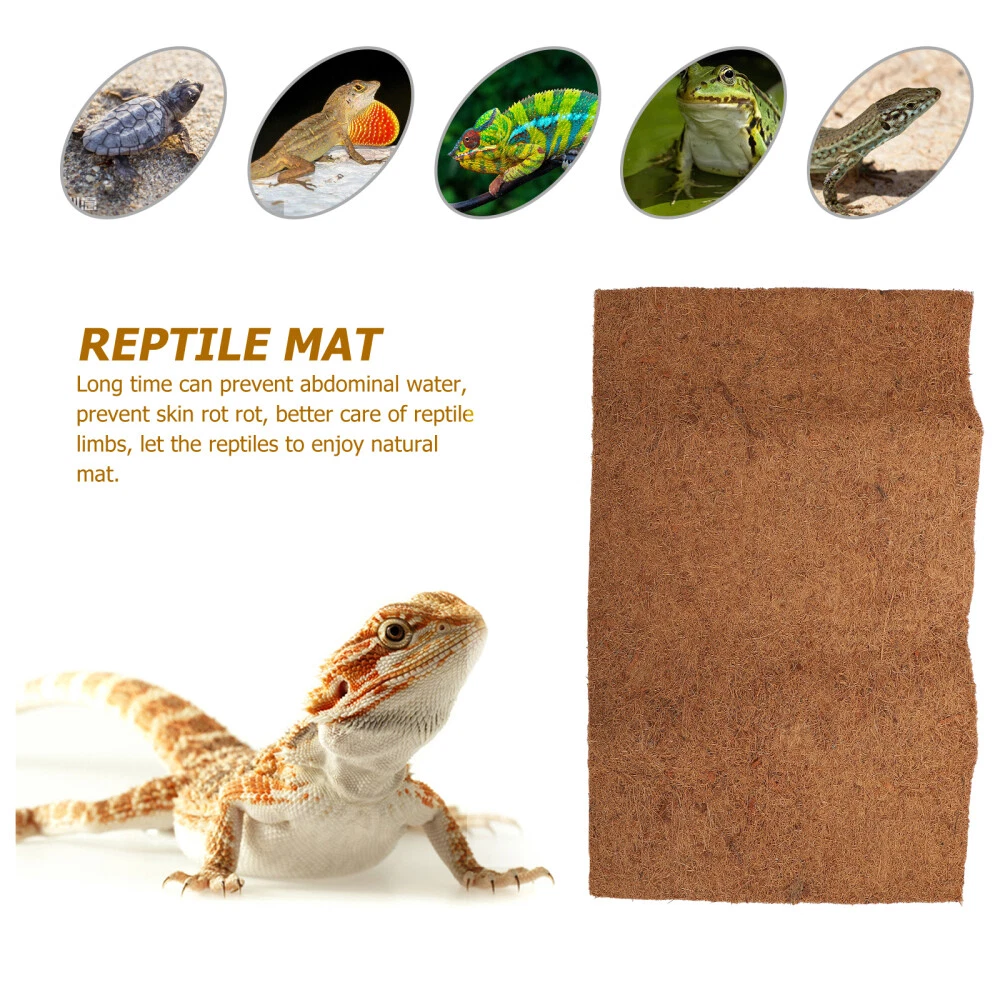 Bearded dragon vivarium accessories cheap